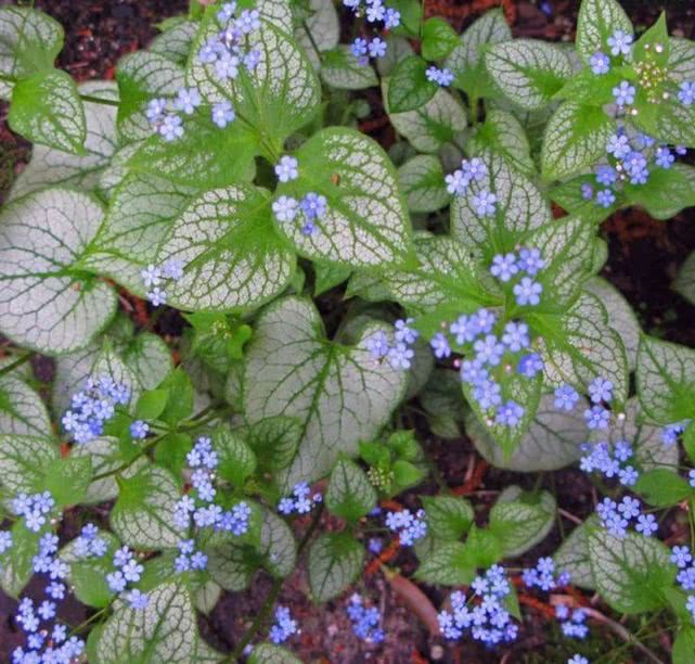 一花一期心叶牛舌草