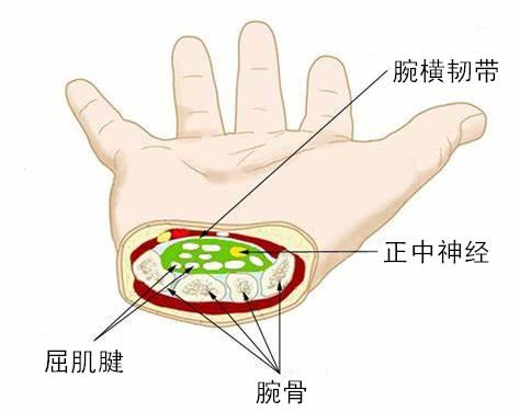 腕骨内容物包括指浅屈肌(4根肌腱),指深屈肌(4根肌腱),拇长屈肌(1根