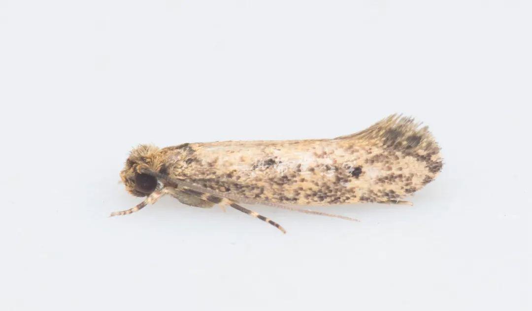 和户鞘谷蛾喜欢混在一起守在蜘蛛网附近的还有praeacedes atomosella