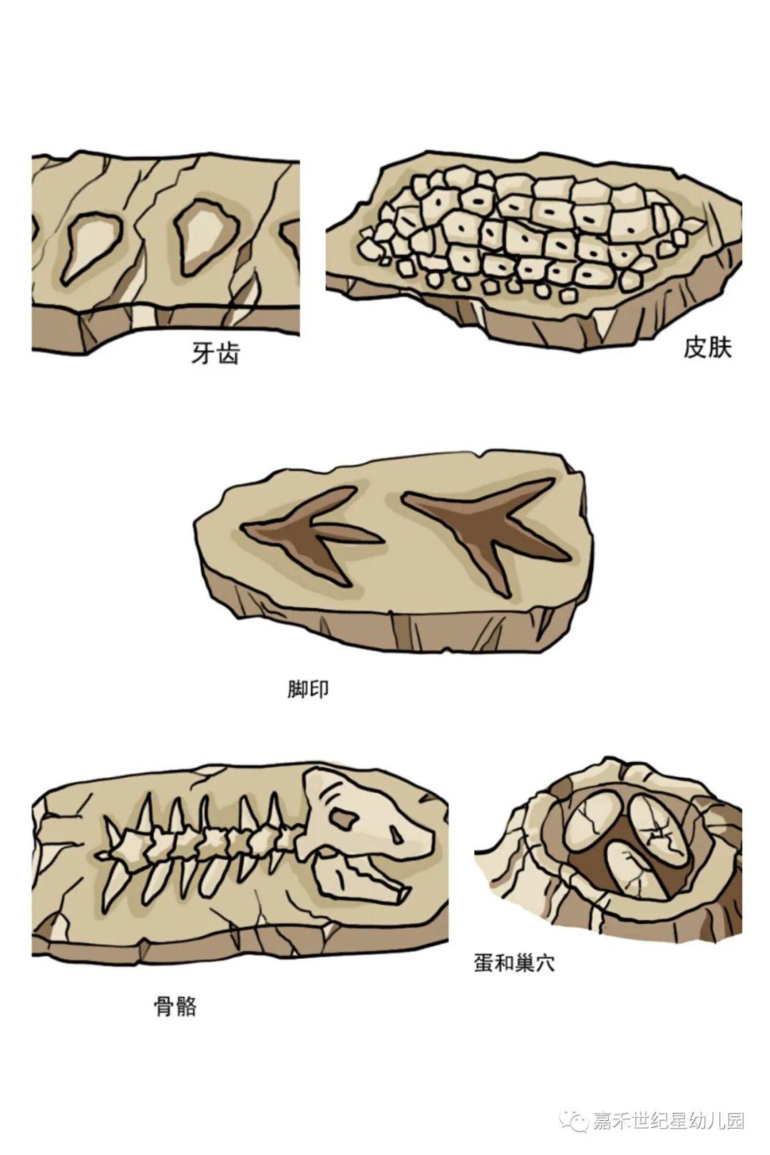 化石的秘密绘本PPT图片