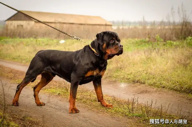 十大對主人忠心的狗狗給它口吃的就會為你賣命一輩子