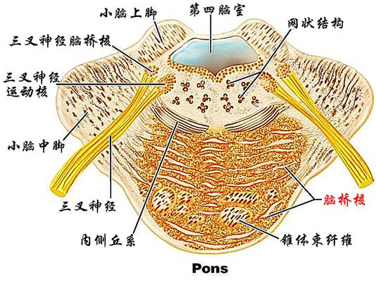 之下康复学习系列课程8—"脑干的内部结构之脑干神经核的功能与定位"