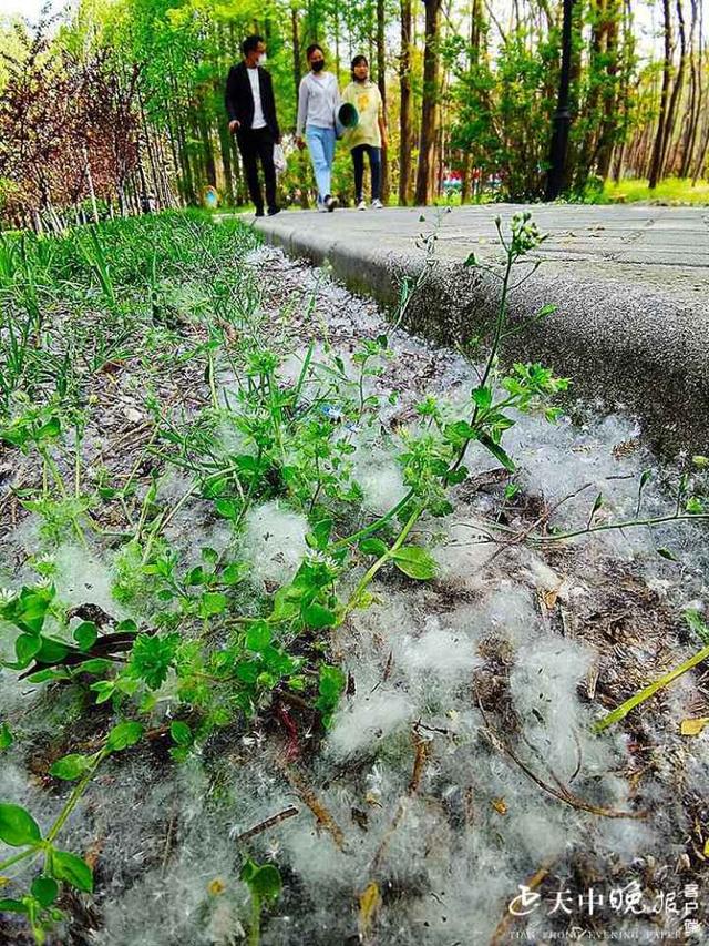 柳絮有什么深意,杨絮和柳絮的区别,柳絮(第10页)_大山谷图库