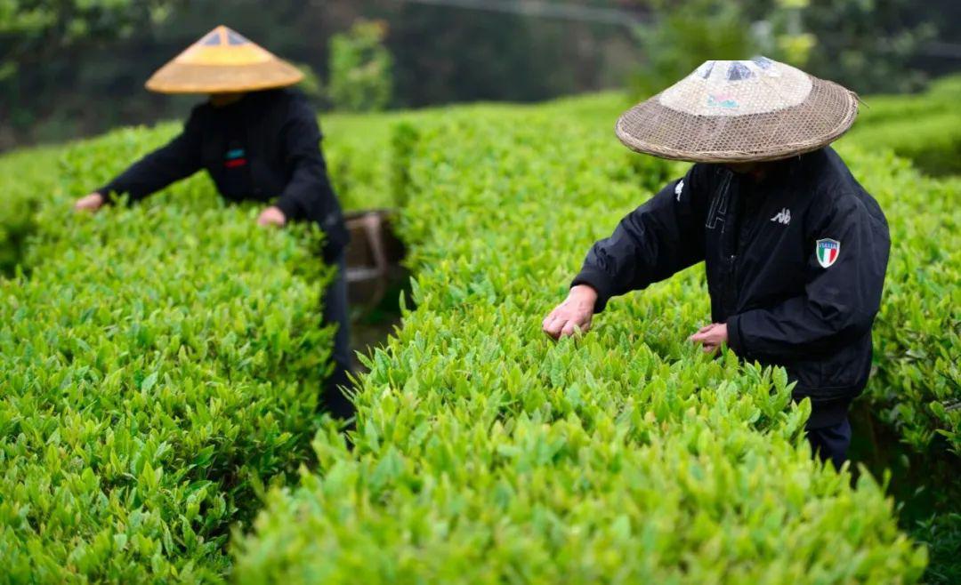 广西龙胜茶叶产业助力群众增收致富