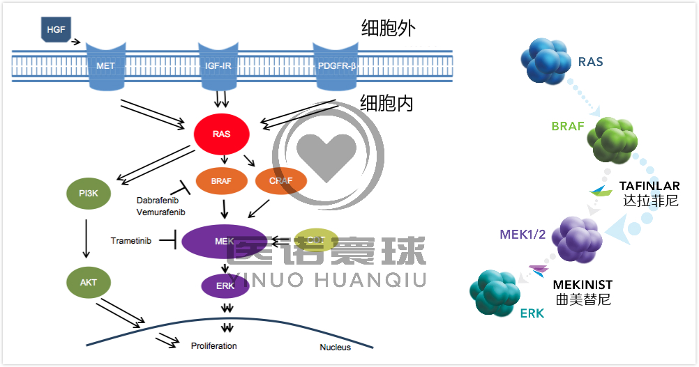 曲美替尼达拉菲尼图片