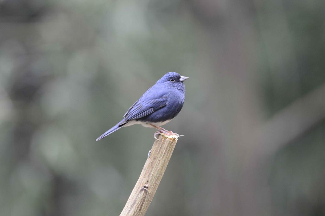 朱雀,高山旋木雀,红翅旋壁雀,红嘴蓝鹊,斑姬啄木鸟,普通鵟,普通夜鹰等