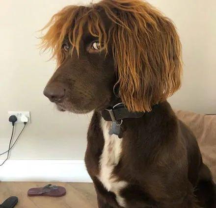 原来狗狗留起长头发来是这个样子的网友2020年最帅气的发型