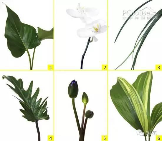 睡莲 6. 斑叶兰第一步:将睡莲顺着同一方向摆放,弯曲方向相同.