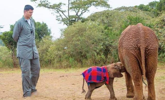 原创联盟球员到底有多恐怖奥尼尔挑衅老虎犀牛在姚明面前如宠物