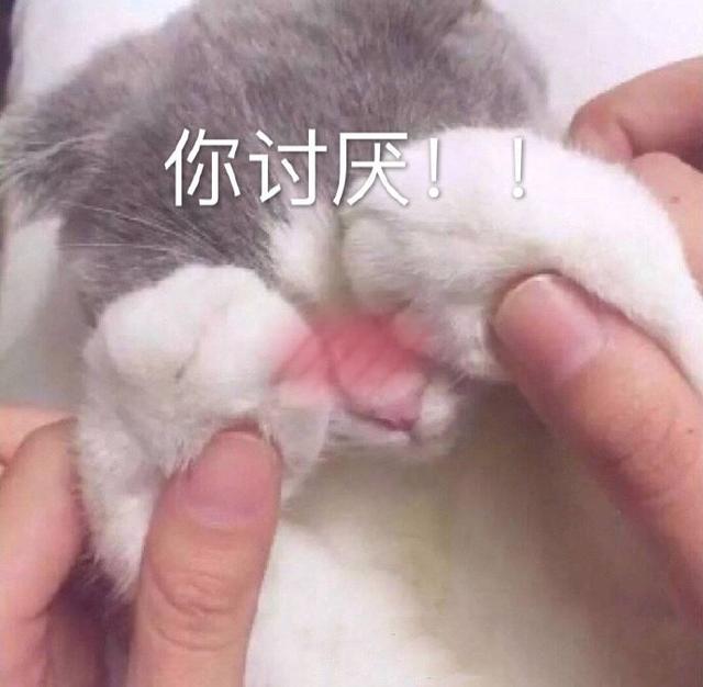 猫咪表情包合集我小猫咪的心好痛