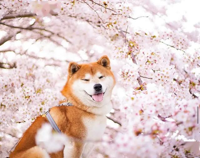 100张柴犬与花的合照治愈了无数人网友活的不如一只狗