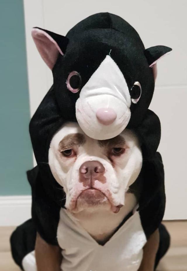 原创英国有条狗狗天生一张苦瓜脸主人将照片放到网上火了