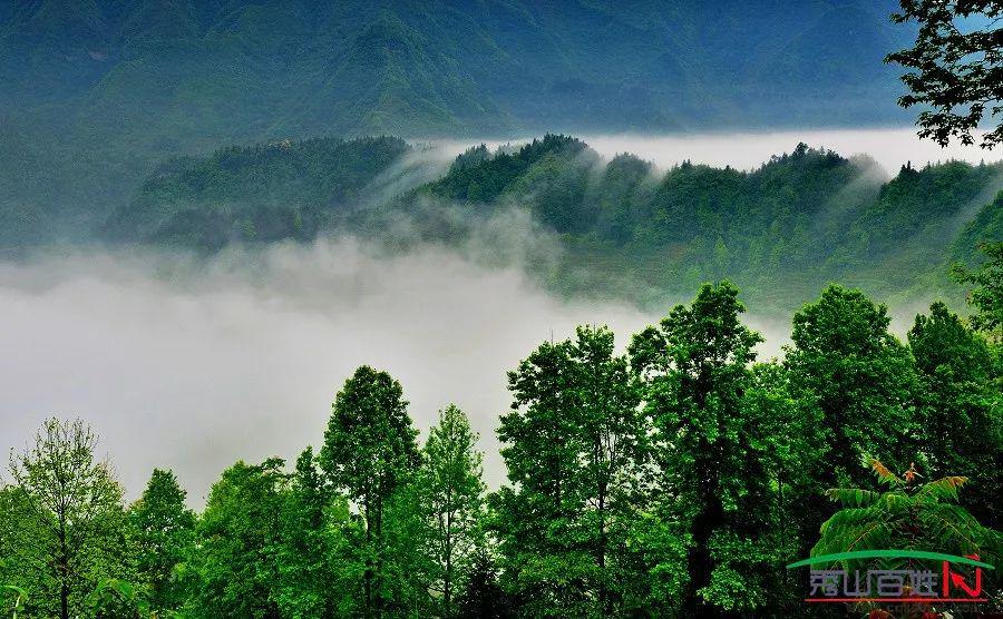 秀山最美森林美图展播图片来了