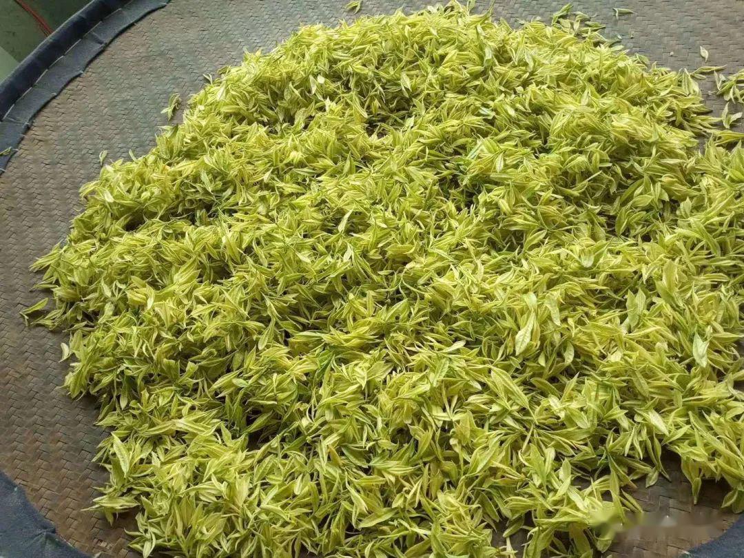 蜈蚣岭母树白茶基地,地处北纬30°黄金作物线上,群山绵延,云雾缭绕