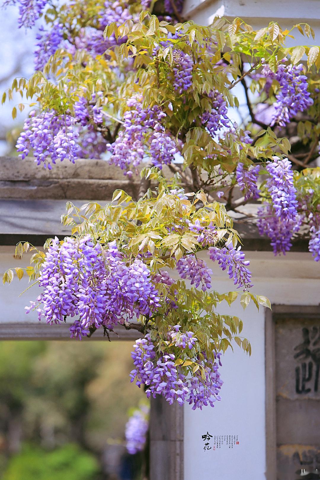 惠山古镇的紫藤如梦似幻这个四月来邂逅一场紫色浪漫吧