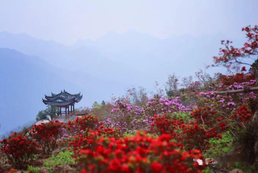 红艳如火乐清白龙山的杜鹃花开成海了