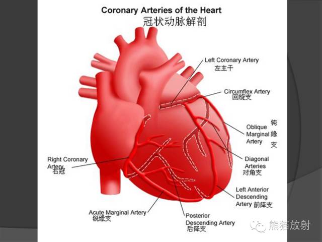 冠狀動脈分支解剖左,右冠狀動脈介紹心臟系統解剖圖