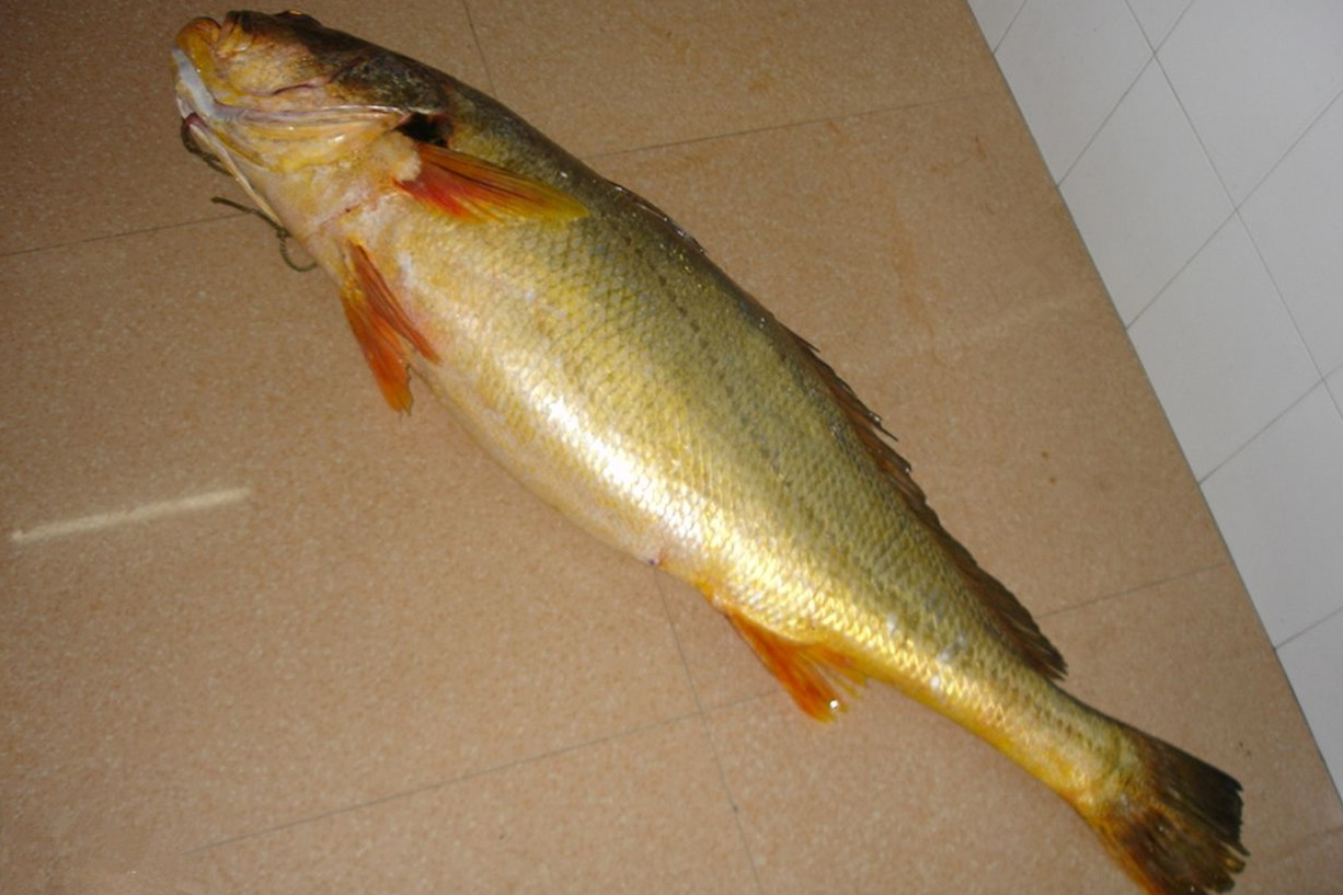 中国6种顶级食材,能吃上一口就是幸福,普通人有钱也难买到_长江