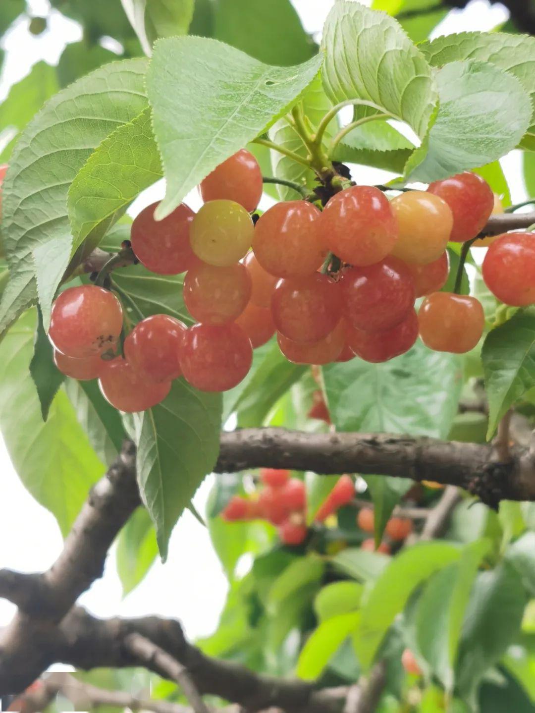 简阳的恩桃儿熟啦采摘路线在此周末就出发