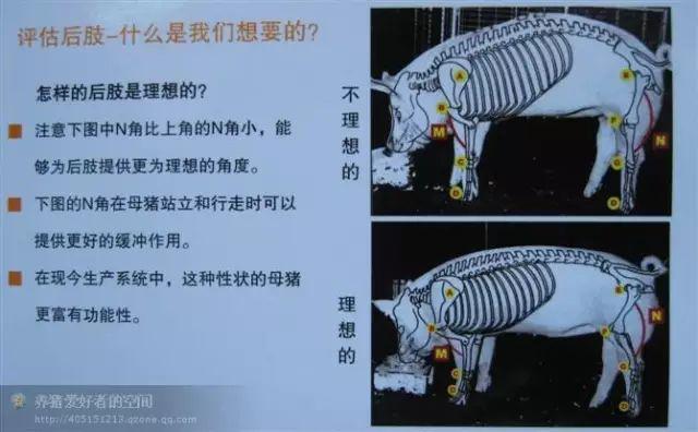 如何挑选后备母猪?图文详细告诉你!别私藏!