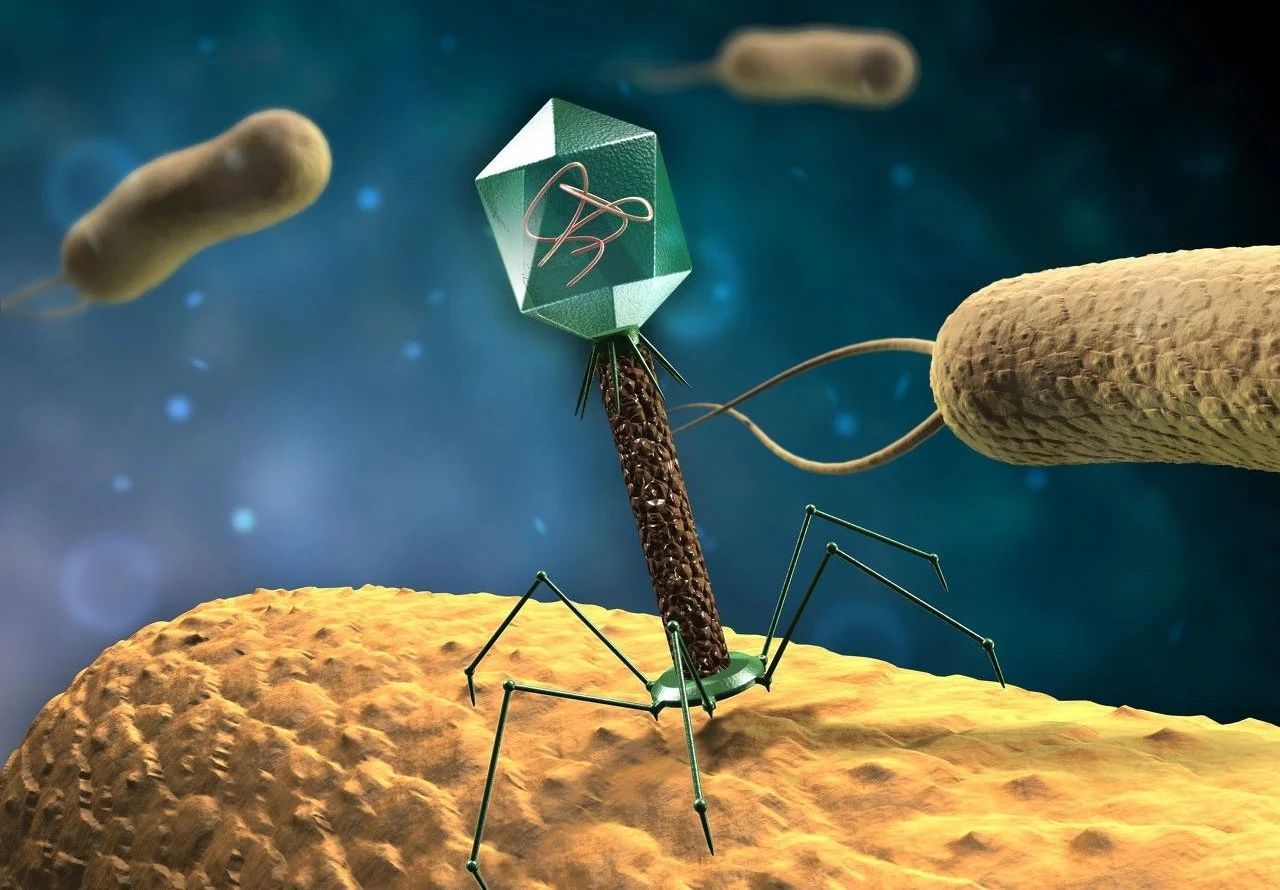 增强噬菌体(crphage)产品,该产品能够靶向引起尿路感染的大肠杆菌