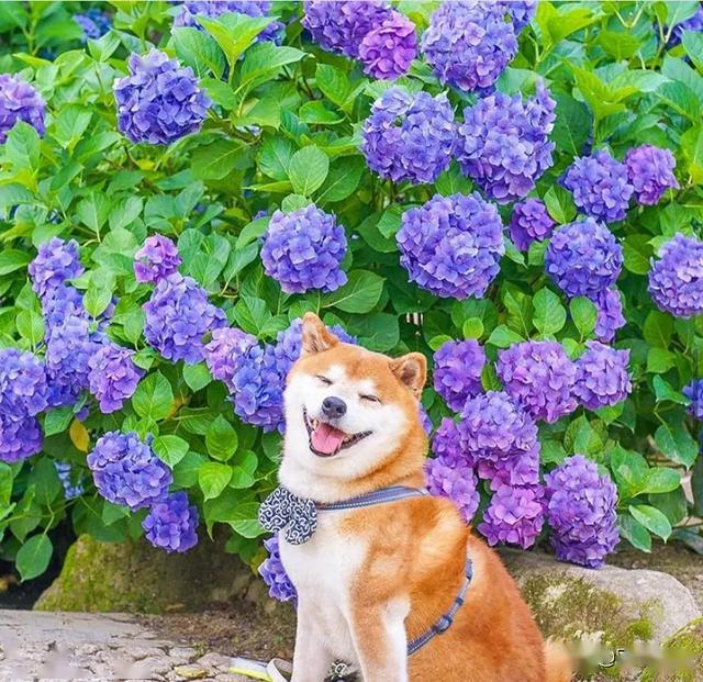 柴犬与花的合照治愈了无数人愿山河无恙岁月无殇