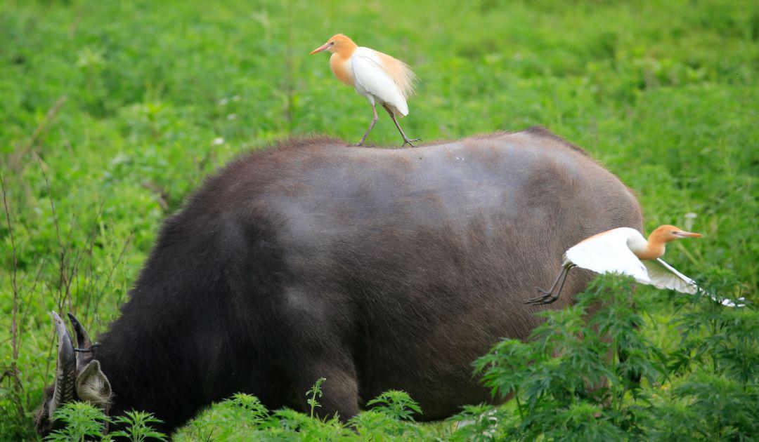你听说过浙江绿谷有白鹭,那是否听过牛背鹭?