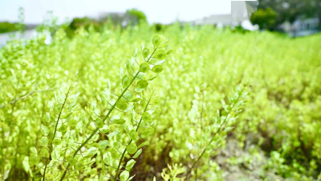 吃过南翔四宝的罗汉菜,那你见过开花结籽儿的罗汉菜吗?