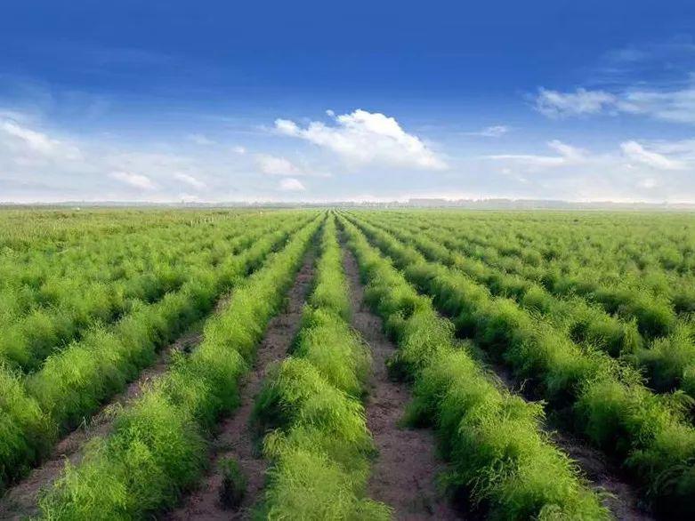 产地食材▎享受这道甘美的珍馐盛宴记曹县的白芦笋