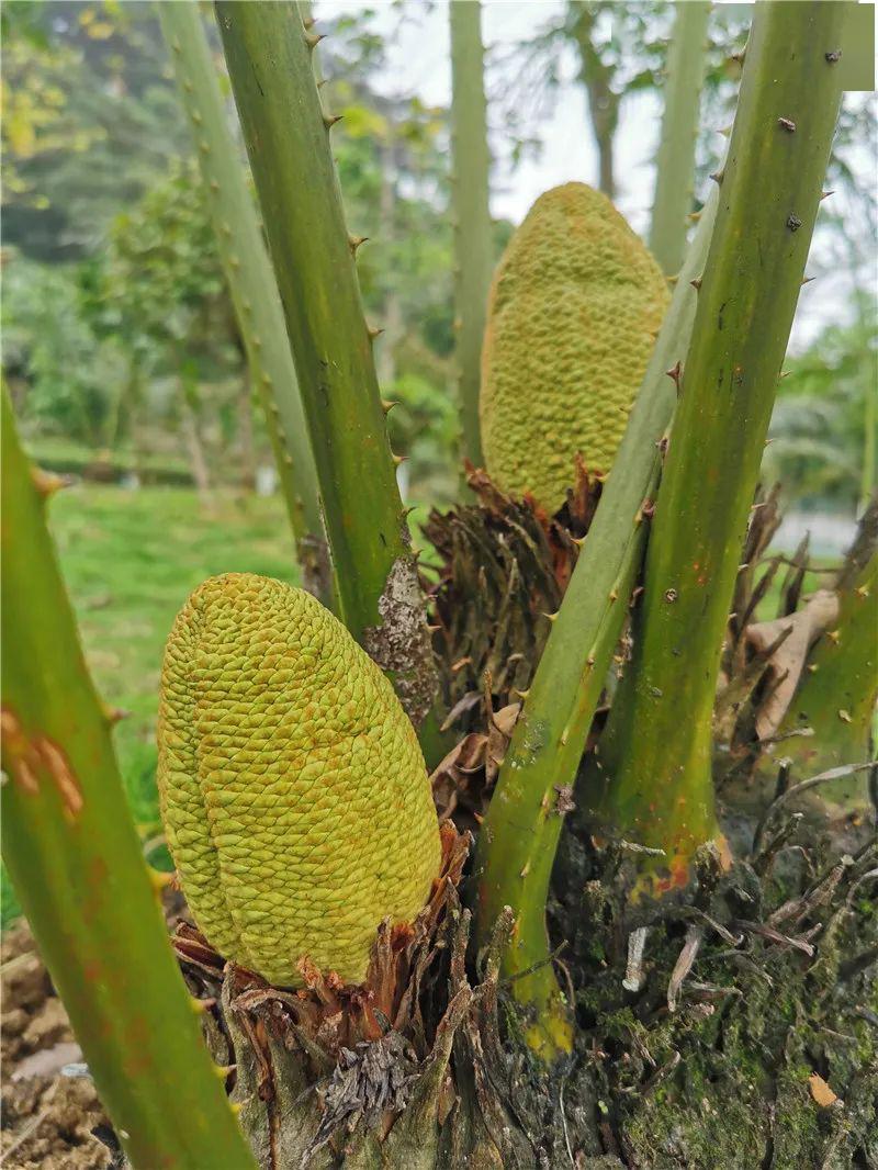 速来围观!德保苏铁开花啦