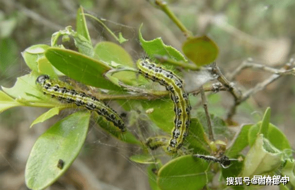 黄杨绢叶螟其实是鳞翅目螟蛾科的一种害虫,主要以幼虫取食植物的嫩叶