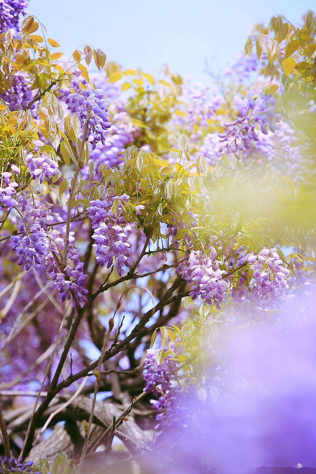 紫藤花牆就在一入園的花架山牆上,花開時香氣蓊鬱,青紫相映.