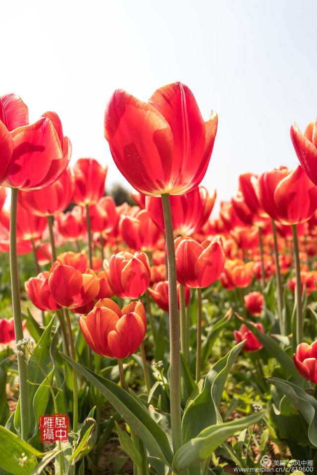 洛阳万安山下豪泽国际郁金香花海摄影