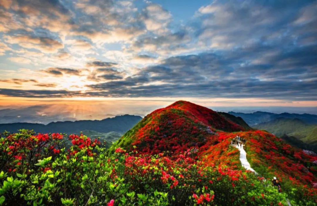 丹寨龙泉山绝美杜鹃花海感受漫山遍野的盎然春意