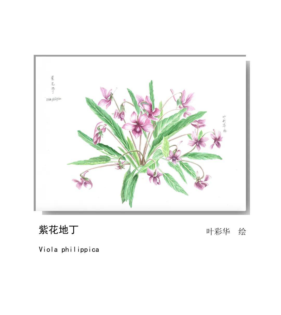 世界的中國植物——2020年博物繪畫全國巡展杭州植物園站(三)_報春花