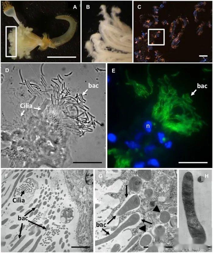 深海管状蠕虫能以甲烷为食?没那么简单