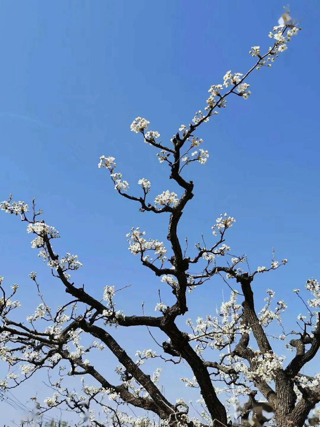 北京大兴千亩梨花图片