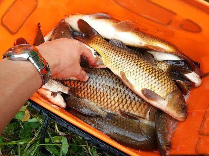 高山水库钓获的形体肥腴身披金色鱼鳞的鲤鱼