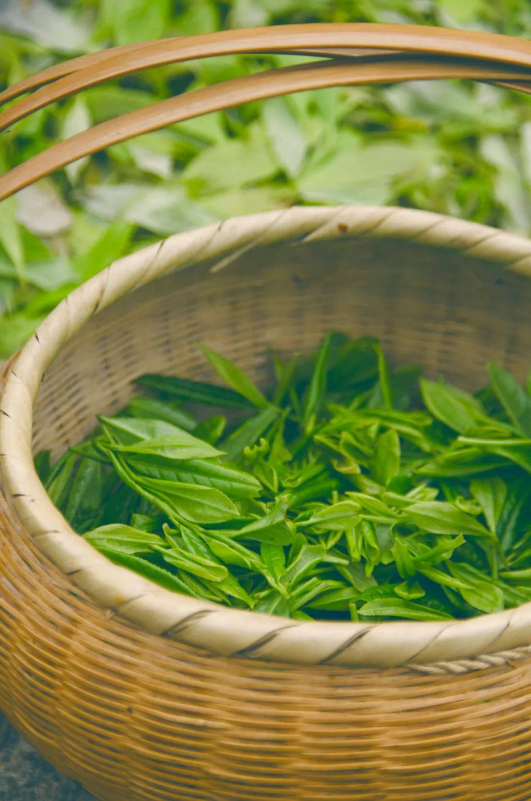 山里的僧人采来制成茶叶它本只是自然野生在山中的小乔木的一种其实本