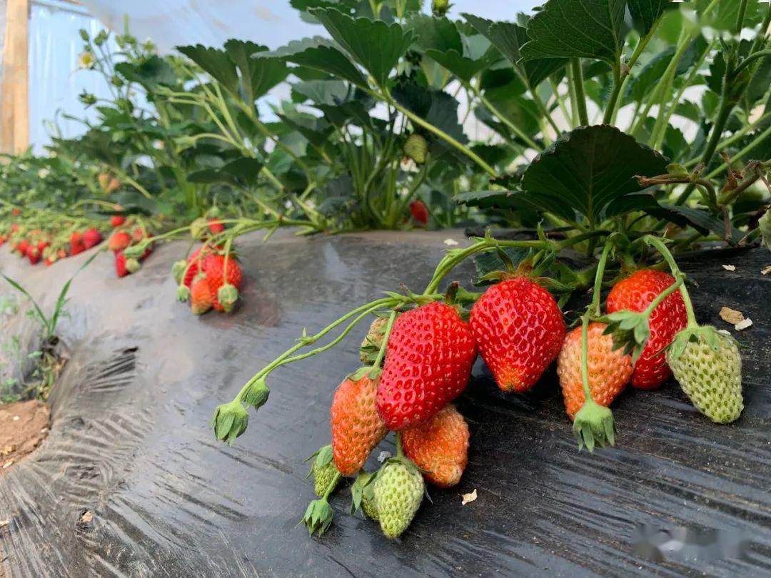 宣威盘龙草莓又熟了现场采摘15元一斤周末约起