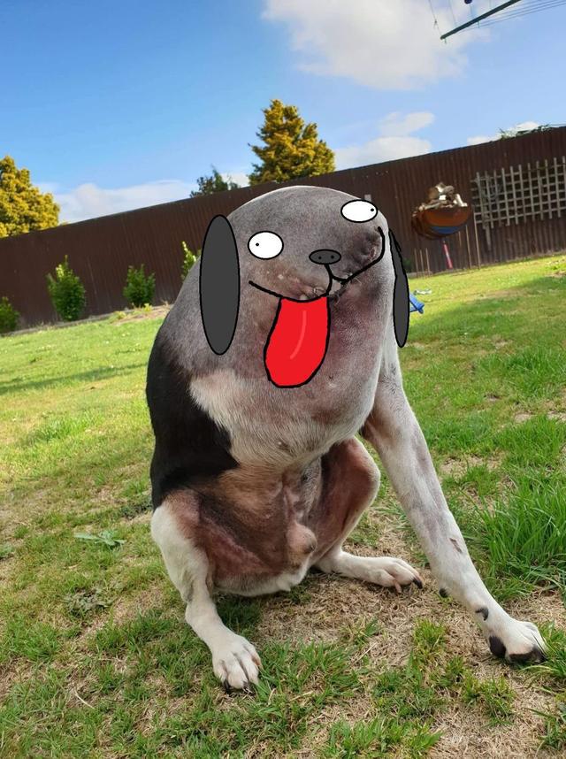 没有头的小狗一张怪异的照片引起网友热议