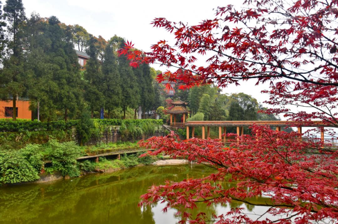 春光灿烂的日子,一起到江津骆来山云深休闲处撩拨好风景