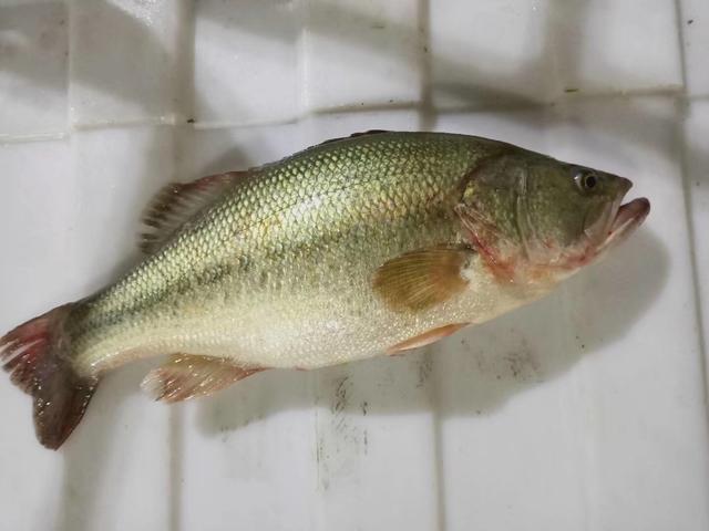 贵州山区名特水产加州鲈池塘养殖技术_鲈鱼