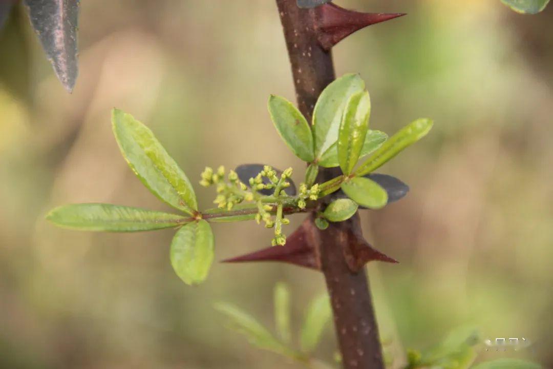 藤椒开花,马边这个小村致富增收很"麻力"