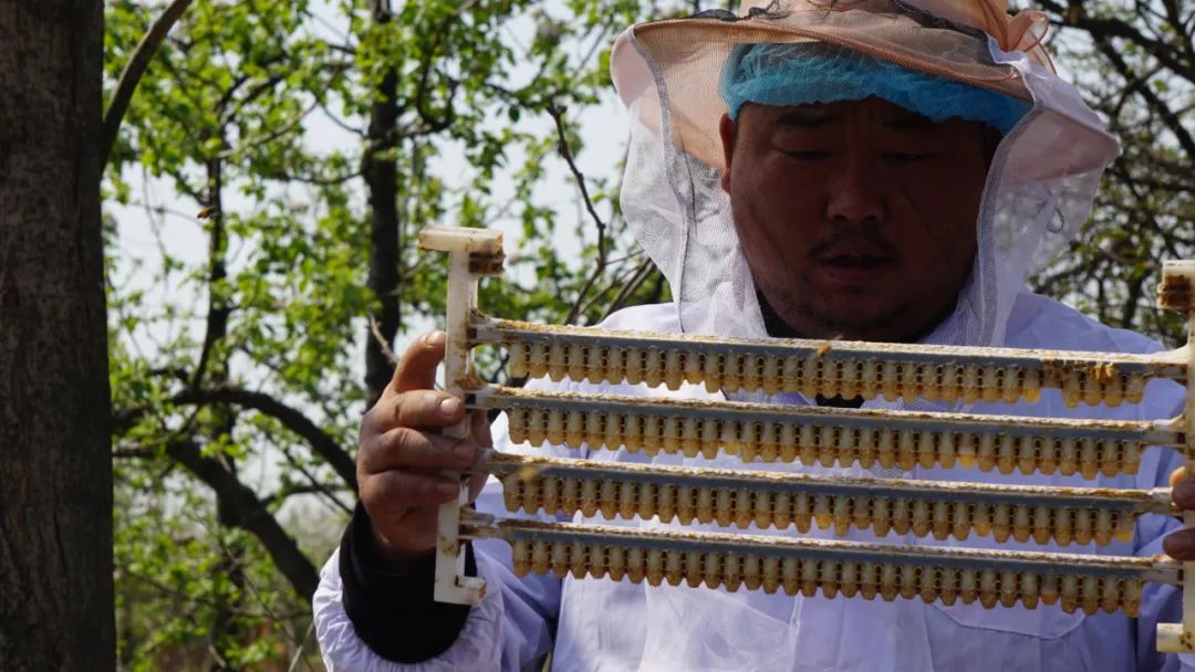 33歲的養蜂人養了20年的蜜蜂趕花期一年中八個月都奔波在外