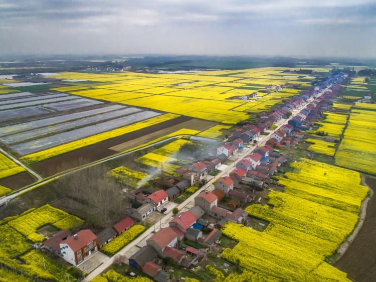 春日里的湖北|湖北沙洋:最美人工运河!风吹菜花香两岸