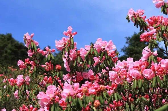 湖北神农架杜鹃花已成海春天的美景都藏在这里