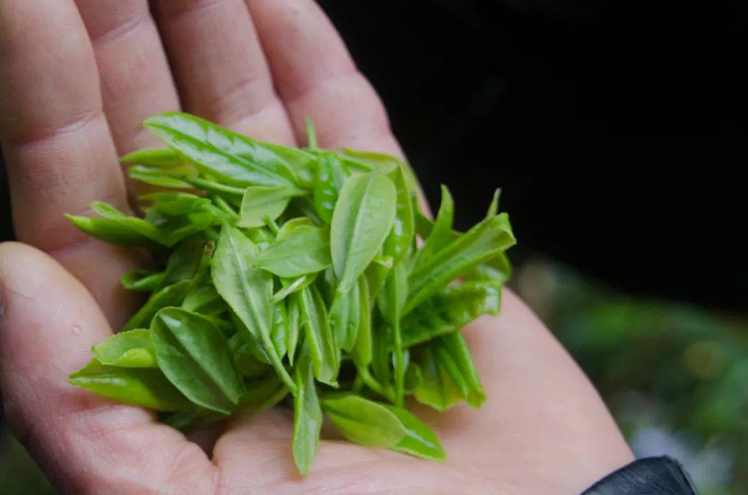 采茶否 | 说缙云山上有一种茶,甜的像饮了花蜜?_甜茶