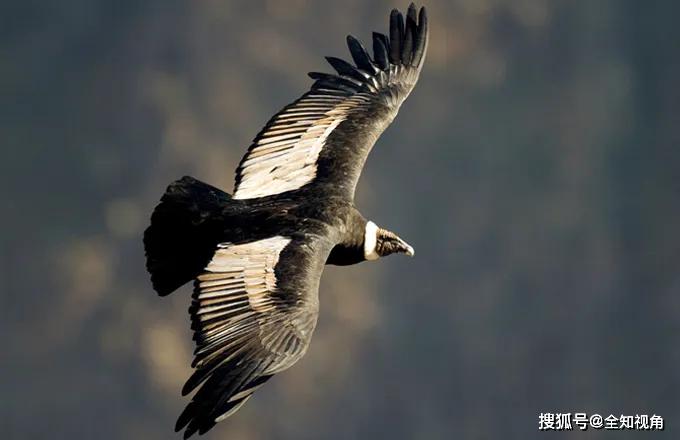 原創安第斯神鷹能獵殺美洲獅爪子相當擺設連食腐肉都勉強