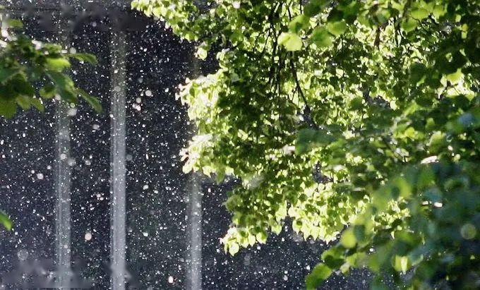 漫天柳絮的样子风起飘落似花非花杨花柳絮飞扬春时信步而至未 若 柳